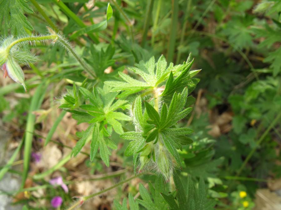 Geranium (?) garganico da ID - Geranium sanguineum